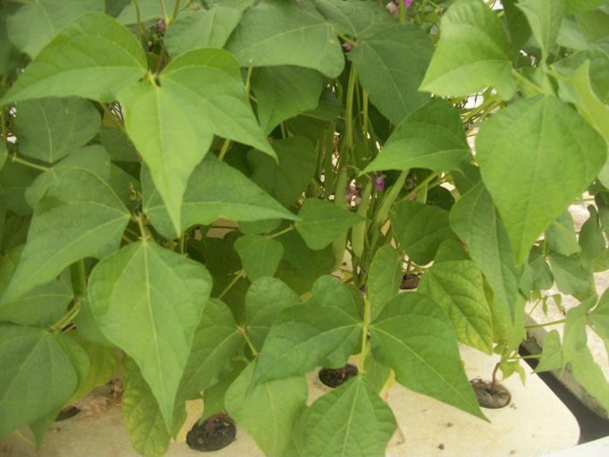 grow-beans-aquaponics