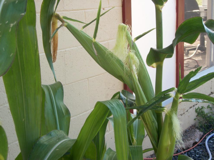grow-corn-aquaponics