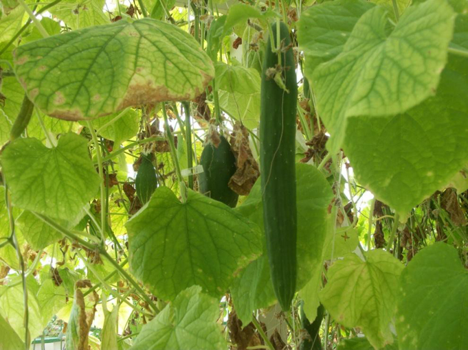 grow-cucumbers-aquaponics