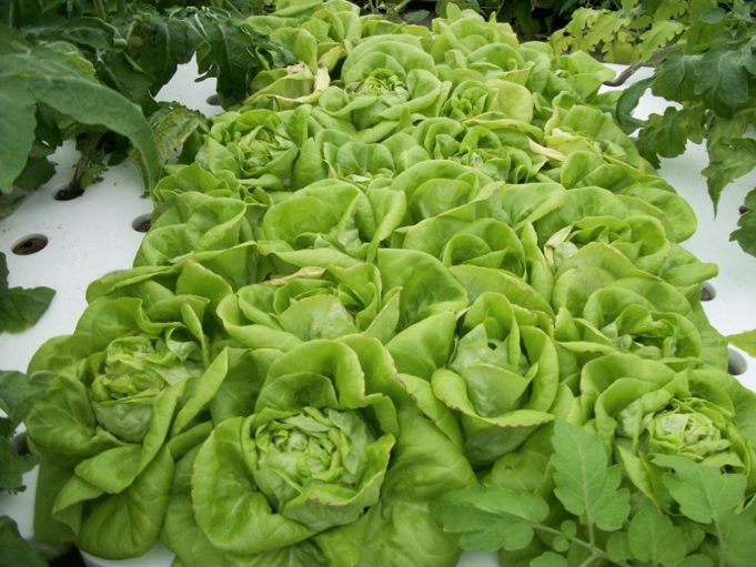 grow-head-lettuce-aquaponics