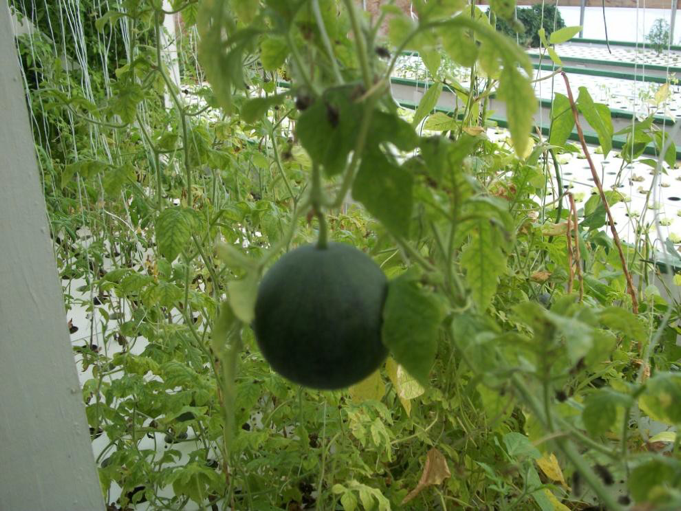 grow-melons-aquaponics
