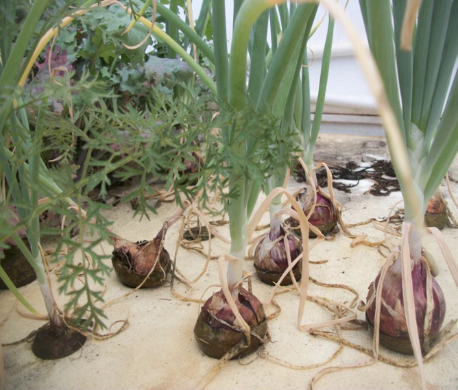 grow-onions-aquaponics
