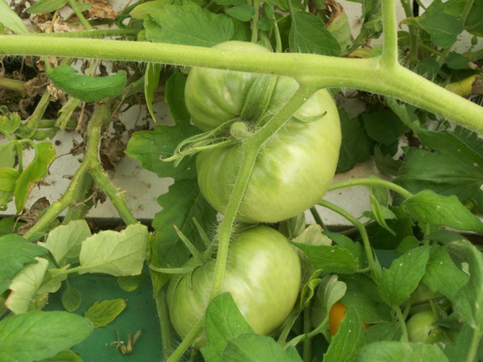 grow-tomatoes-aquaponics