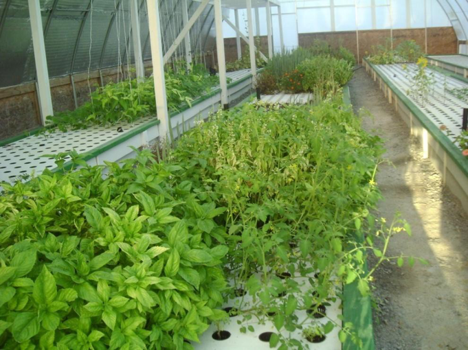 grow-herbs-flowers-aquaponics