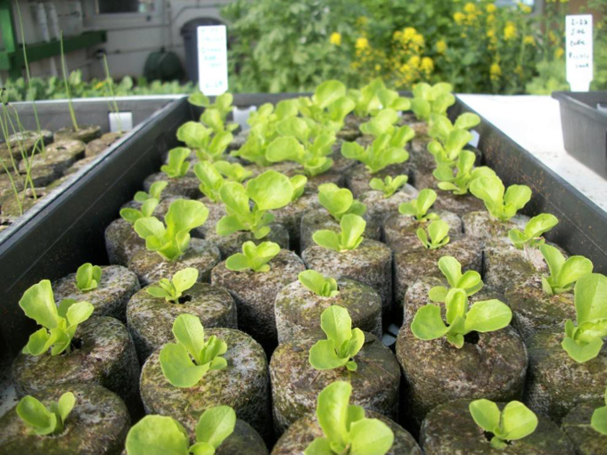 Coconut Coir as a growing medium 