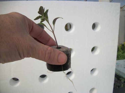 coconut-coir-grow-pucks